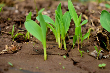 Growing Young Green Corn Seedling Sprouts in Cultivated Agricultural Farm Field