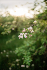 Spring Inspiration, nature in spring. Blooming apple tree at spring garden soft focus