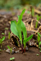 Growing Young Green Corn Seedling Sprouts in Cultivated Agricultural Farm Field
