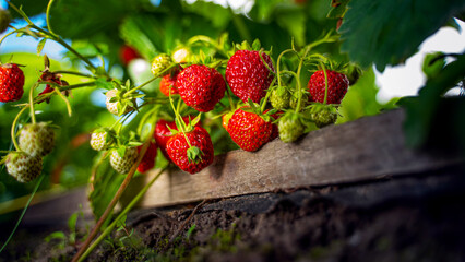 Ripe organic strawberry bush in the garden close up - obrazy, fototapety, plakaty