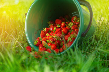 Green bucket of harvested strawberries on the grass in the field