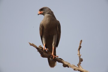 song hawk on a branch