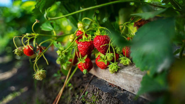 Ripe organic strawberry bush in the garden close up