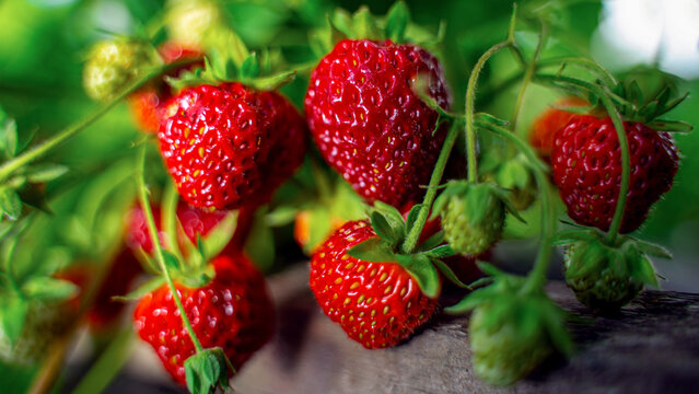 Ripe organic strawberry bush in the garden close up