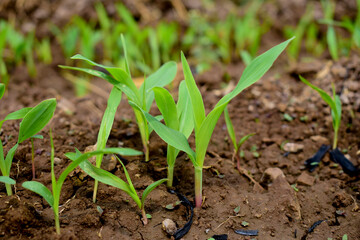 Growing Young Green Corn Seedling Sprouts in Cultivated Agricultural Farm Field