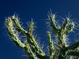 Long cactus branches with big thorns against a clear blue sky, Crete, Greece