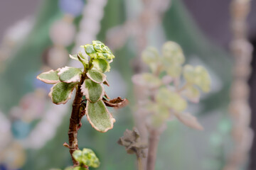 Sedum Tricolor Spurium. A creeping or trailing succulent.
