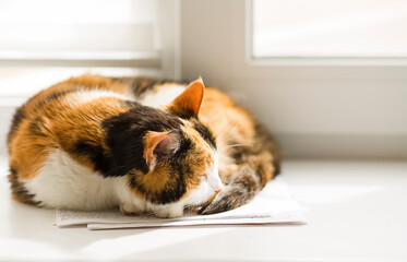 A multi-colored cat sleeps by the window. Animal on the windowsill on a sunny day. Empty space for text. Sick animal. selective focus