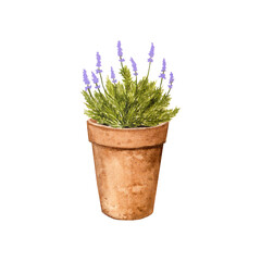 Garden plant in a clay pot. Lavender. Watercolor drawing for design of postcards, posters, textiles, stationery, labels, logos, fabrics..