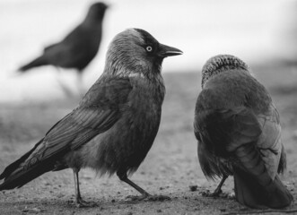 conversation of black jackdaws (Corvus monedula)
