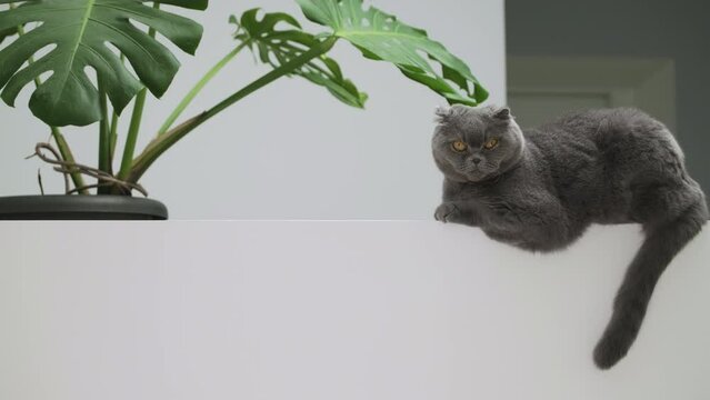Scottish fold cat portrait on white background. British shorthair grey and blue domestic cat with big yellow eyes sitting or lying in white room with green monstera indoor plant and looking at camera,
