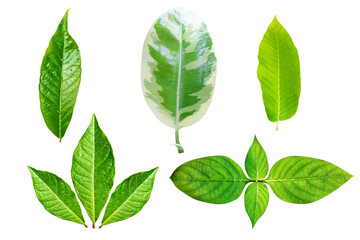 fresh green leaves isolated on white background.