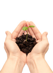 Female hands holding out a handful of earth with a small tree sprout with two leaves of dewdrops isolated on a white background