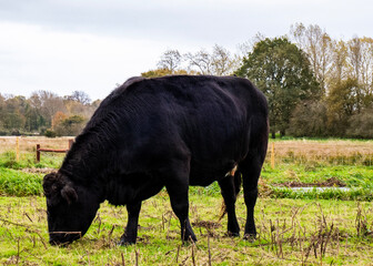 black and white cow