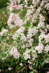 Spring Inspiration, nature in spring. Blooming apple tree at spring garden soft focus
