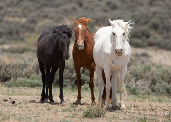 Obraz premium Trio of Mustangs in Sandwash Basin in Northern Colorado