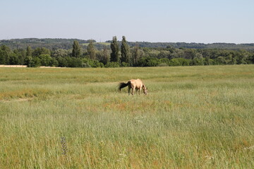 a horse with a long mane in a field against the backdrop of a forest and against the sky.