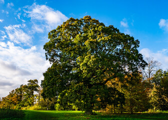 Fototapeta premium tree in the field