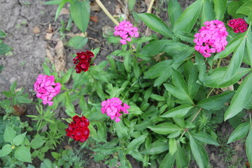 Dianthus barbatus. Close up of deep pink and red head Dianthus Sweet William flower 