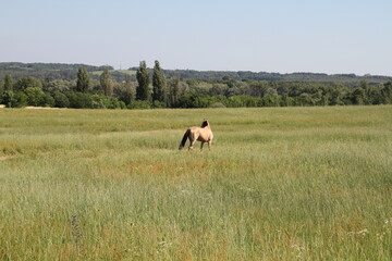 a horse with a long mane in a field against the backdrop of a forest and against the sky.