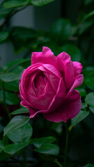 Rose / Blume / Garten