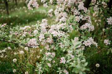 Spring Inspiration, nature in spring. Blooming apple tree at spring garden soft focus