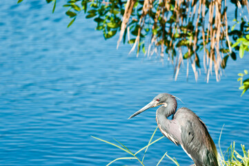 side view, medium distance of a single blue heron, on the edge of a tropical lake, prepared to strike at a fish dinner, in late afternoon