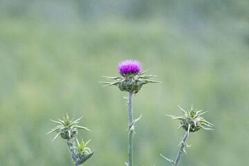 Flowering Milk Thistle (Scotch Thistle, Silybum Marianum) and green meadow on blur background.