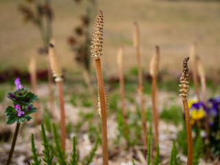 ツクシ　春イメージ