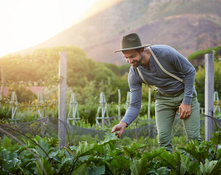 Farmers Thrive In Their Natural Habitat. Shot Of A Young Man Tending To The Crops On A Farm.