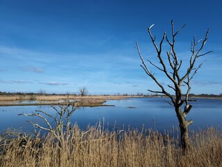 Abgestorbener Baum in der geltinger Birk