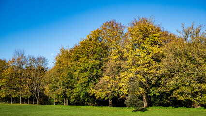 Naklejka premium autumn landscape with tree