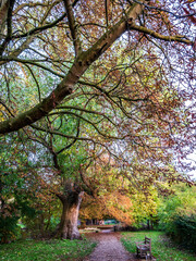 autumn in the park