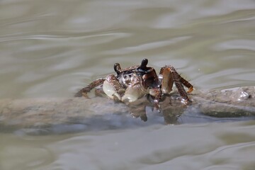 crab on the beach