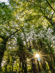 Fototapeta premium sun rays in the forest