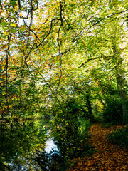 Naklejka premium autumn forest in the morning