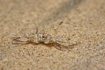crab on the beach