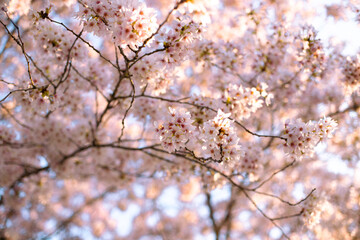 arbre en fleur au printemps. Des fleurs roses avec en arrière plan un ciel bleu