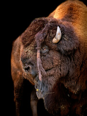 portrait of a mighty american buffalo