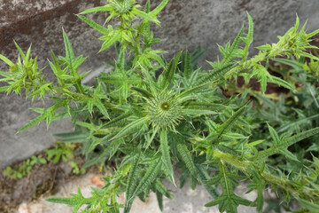 雑草