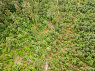 Obraz premium Green coniferous forest in summer. Aerial drone view.