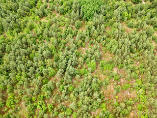 Green coniferous forest in summer. Aerial drone view.