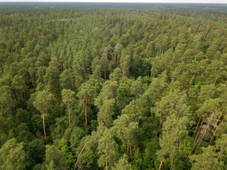 Green coniferous forest in summer. Aerial drone view.
