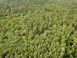 Obraz premium Green coniferous forest in summer. Aerial drone view.