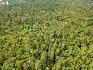 Green coniferous forest in summer. Aerial drone view.