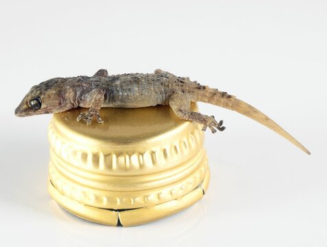 Small Gecko Lizard and Bottle Cap