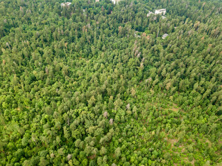 Green coniferous forest in summer. Aerial drone view.