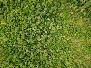Obraz premium Green coniferous forest in summer. Aerial drone view.