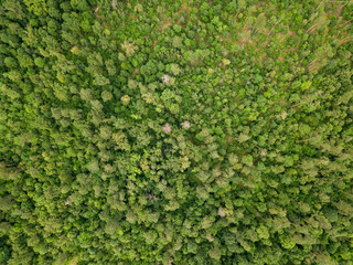 Green coniferous forest in summer. Aerial drone view.