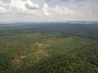 Green coniferous forest in summer. Aerial drone view.